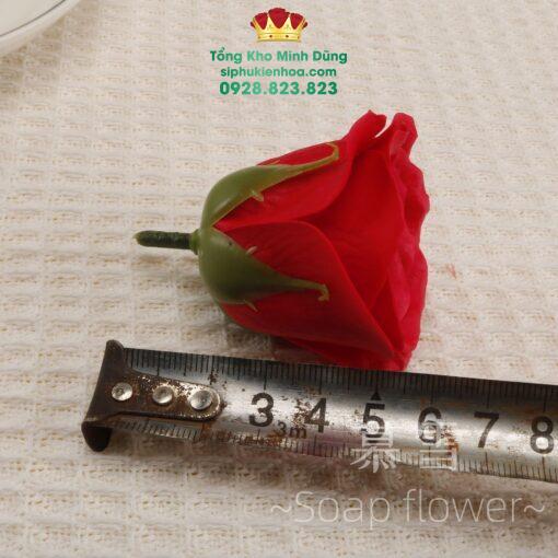 Đầu Bông Hoa Hồng Ecuador Cao Cấp - Ảnh 4