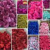 Hoa Nhũ Kim Tuyến Thùng 200 Bông Cao Cấp - Sỉ Phụ Kiện Hoa Hoa Nhũ Kim Tuyến Thùng 200 Bông Cao Cấp - Sỉ Phụ Kiện Hoa