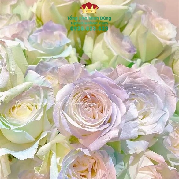 Sơn Xịt Màu Hoa Tươi - Hoa Sáp Cao Cấp - Sỉ Phụ Kiện Hoa Sơn Xịt Màu Hoa Tươi - Hoa Sáp Cao Cấp - Ảnh 3