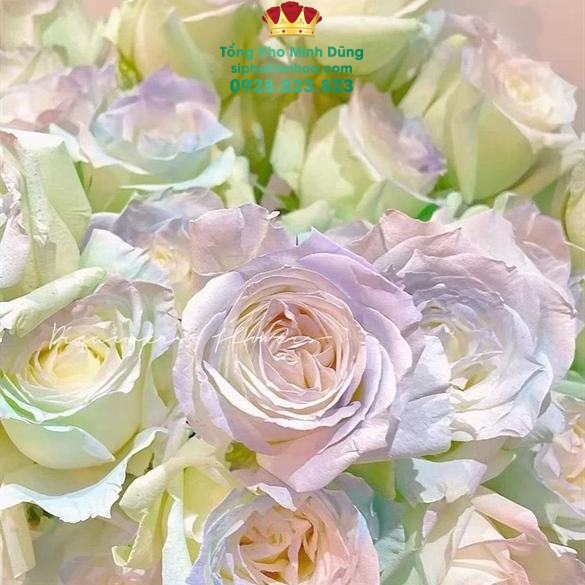 Sơn Xịt Màu Hoa Tươi - Hoa Sáp Cao Cấp - Sỉ Phụ Kiện Hoa Sơn Xịt Màu Hoa Tươi - Hoa Sáp Cao Cấp - Ảnh 3