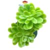 Bịch 10C Sen Đá Nhựa Trang Trí Cao Cấp - Sỉ Phụ Kiện Hoa