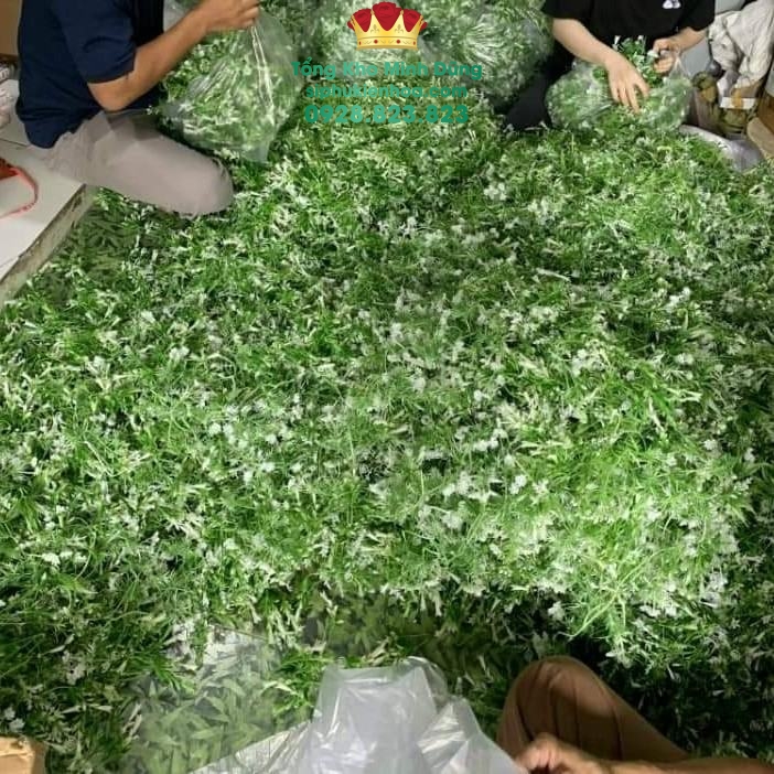 Cỏ Lá Điểm Cắm Hoa Cao Cấp (Nửa Kg) - Sỉ Phụ Kiện Hoa Cỏ Lá Điểm Cắm Hoa Cao Cấp (Nửa Kg) - Ảnh 3