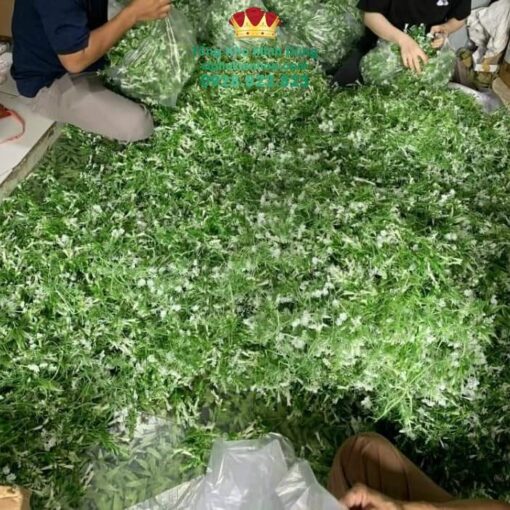 Cỏ Lá Điểm Cắm Hoa Cao Cấp (Nửa Kg) - Ảnh 3
