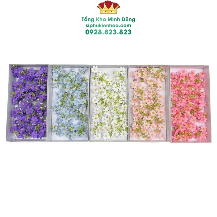 Hoa sáp cúc cánh tim cụm