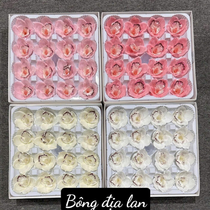 Hoa Sáp Địa Lan VIP (Hộp 16b)