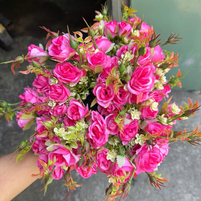 Hồng CHùm Sophia Hotrend (7 nhánh)